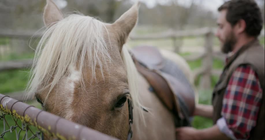 A man tightens the latch on a saddle