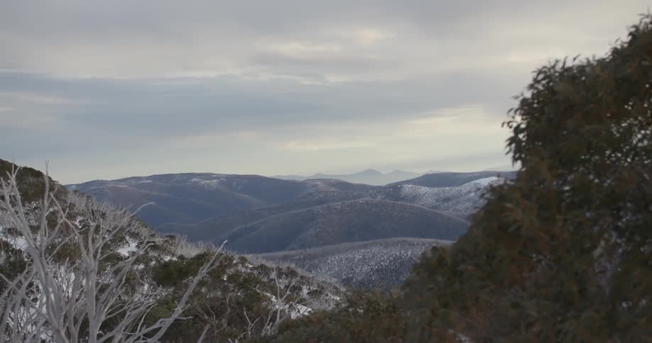 The wind is blowing the bushes on a snowy mountain