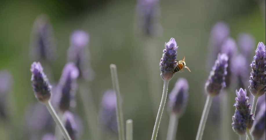 A bee flies on some flowers