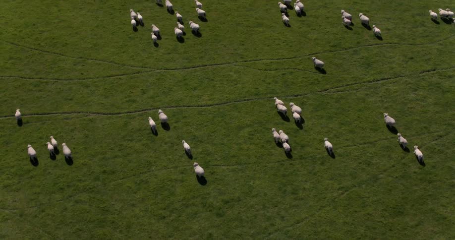 The green pasture has sheep running along
