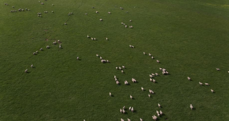 Sheep run across a large grassy field