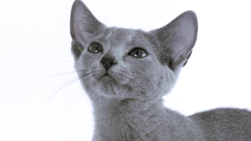Light is shining on the gray cat