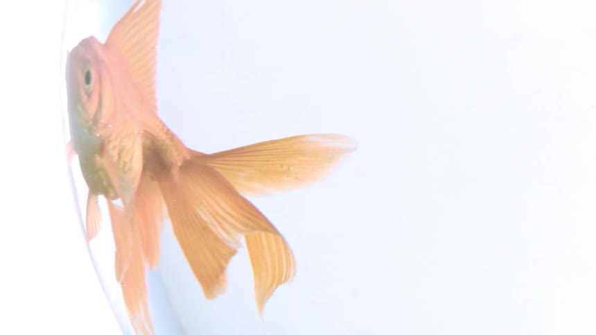 Goldfish swimming in a clear aquarium