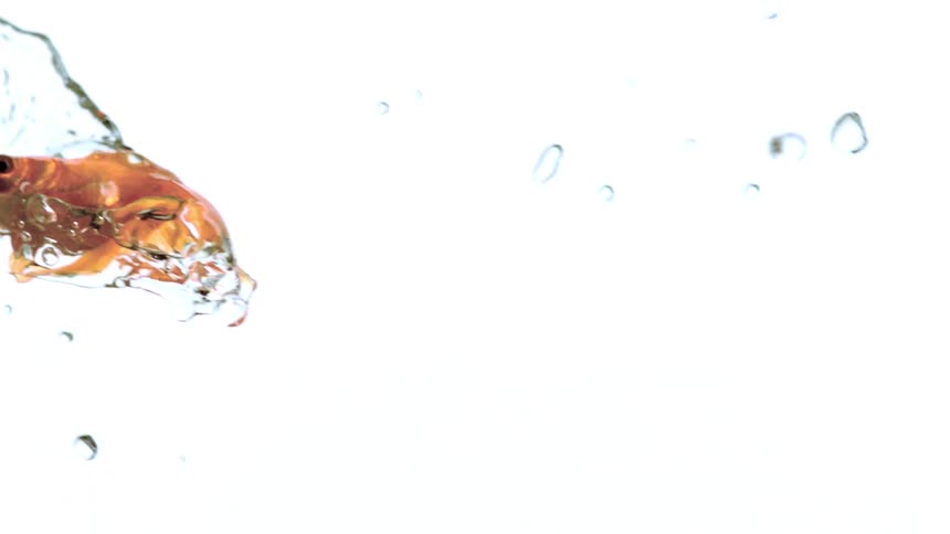 A view of a fish flying through the air