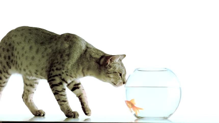 Spotted cat approaches a round fishbowl with a goldfish inside