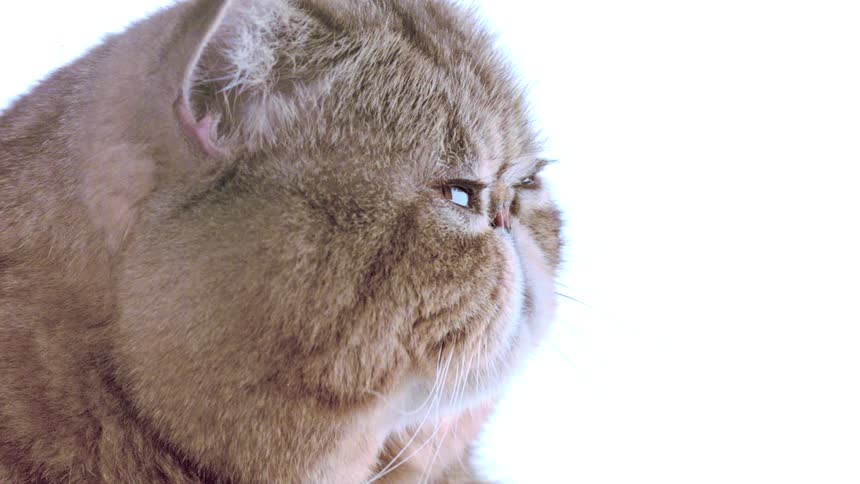 A close up of a cat in a room