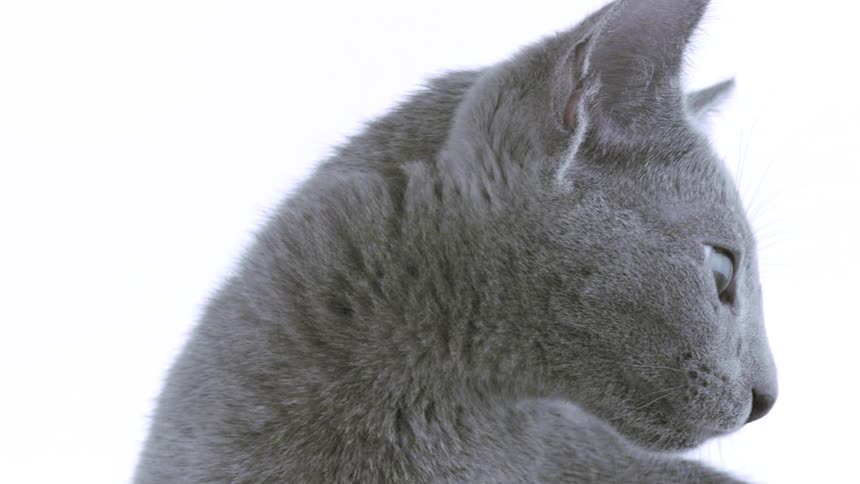 Grey cat still as it looks ahead