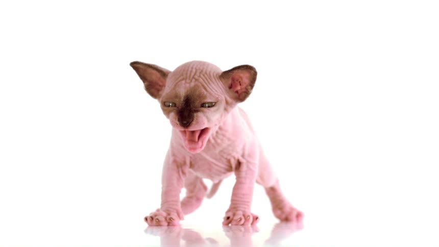 A close studio shot of a hairless sphynx kitten with brown facial markings standing on a reflective white surface and meowing loudly toward the camera