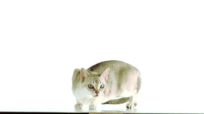 Lightcolored cat crouching against a light background