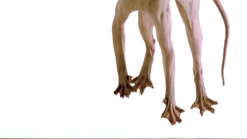 Hairless cat falling on a light background