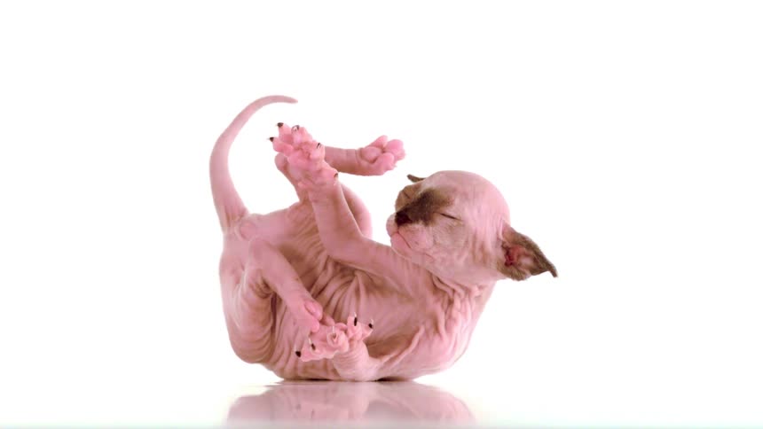 A kitten rolling on the ground