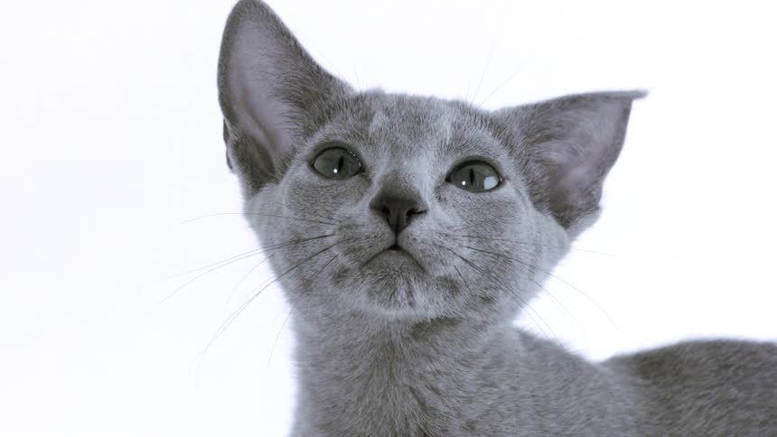 Gray cat looking upward against a light background