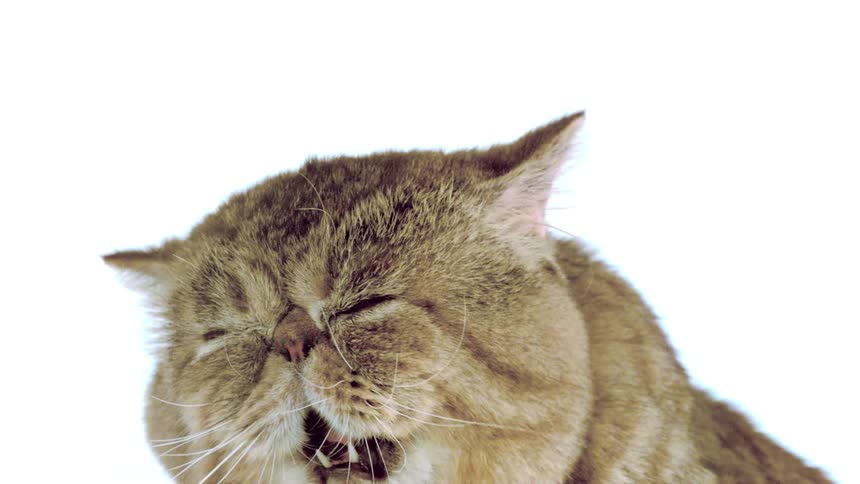 Brown cat with closed eyes against a light background
