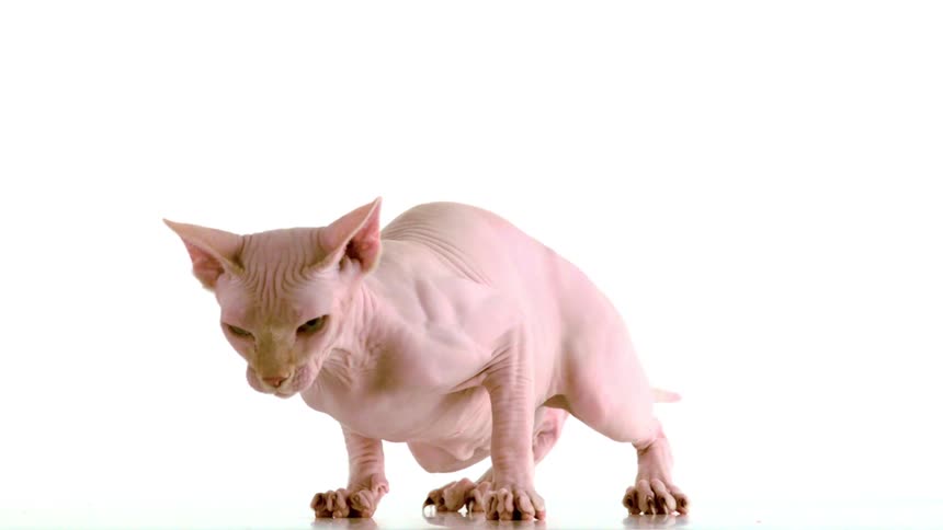 The hairless cat lands on its feet