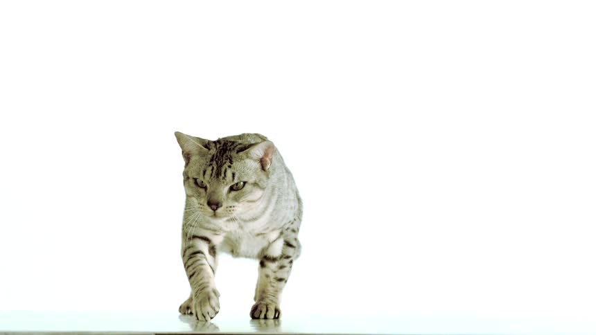 A close studio shot of a striped gray cat lying down before slowly standing up and walking toward the camera against a bright white background