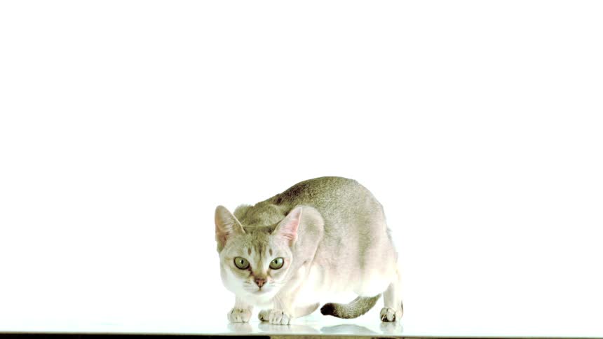 A cat walking in a room
