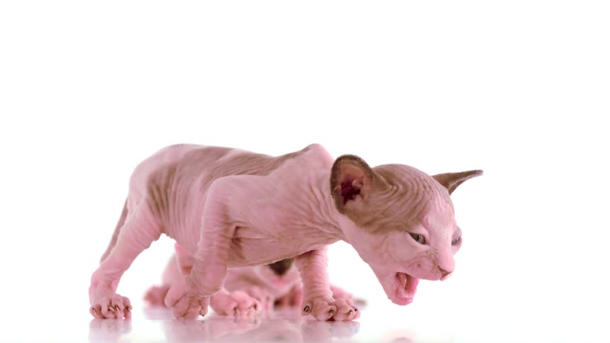 Hairless kitten walking with its mouth open