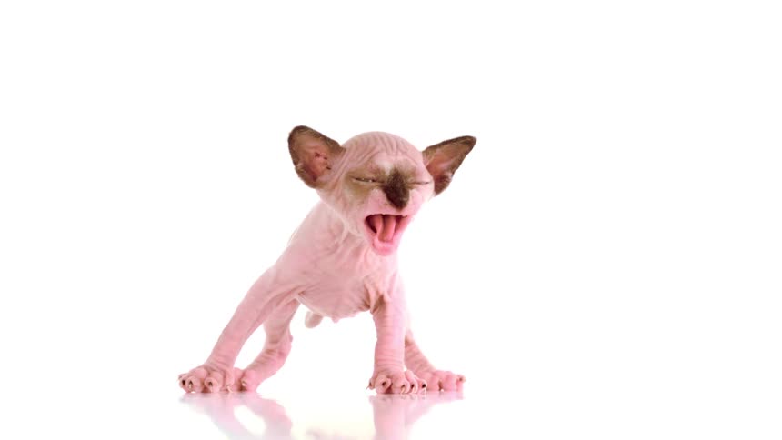 Hairless cat stands with its mouth open against a white background