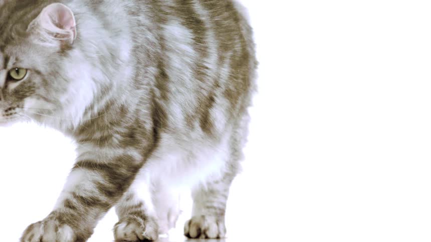 A fluffy tabby cat walks forward in slow motion each step deliberate and graceful