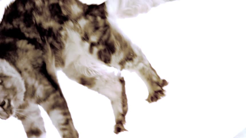 Longhaired cat falling with its legs extended against a white background
