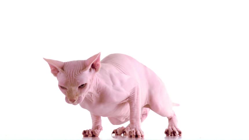 Hairless cat leaning forward against a white background