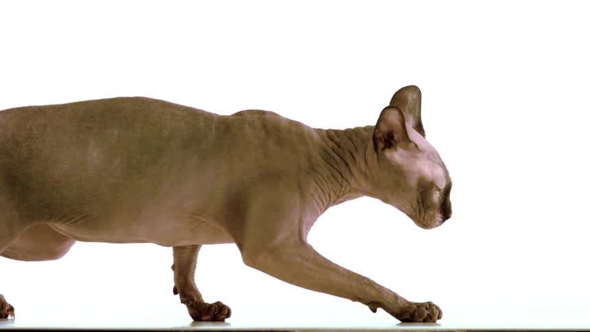 A hairless sphynx cat stalks slowly and deliberately across a reflective surface in a profile view against a stark white studio background