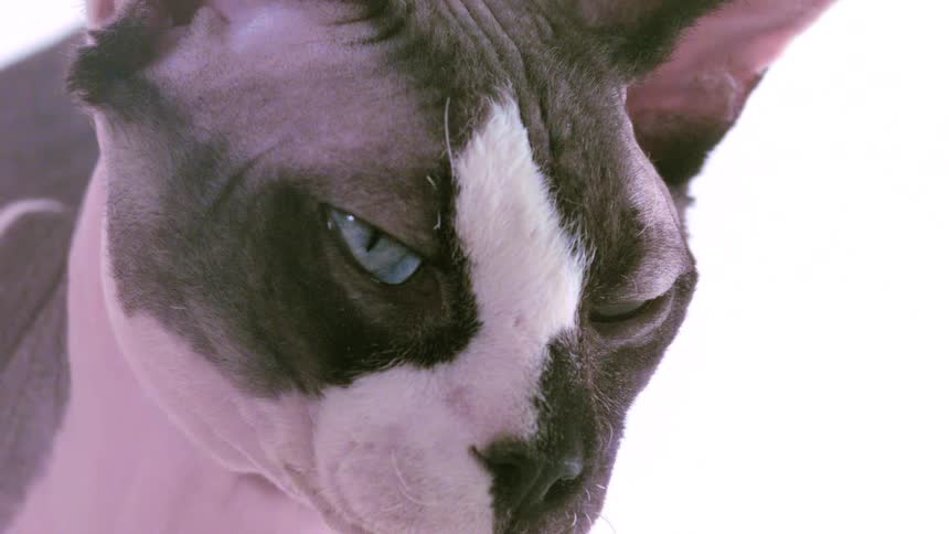 Hairless cat with blue eyes is shown in a closeup with a dark facial marking