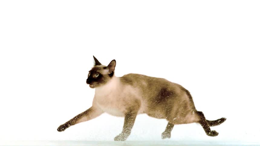 Cat jumps with its front paws raised as particles scatter around