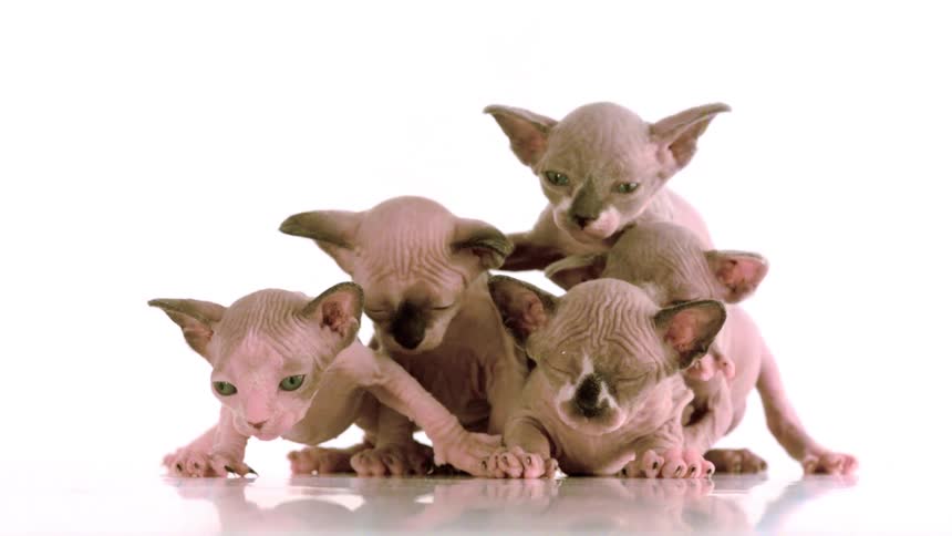 Group of hairless kitten gathered together against a light background