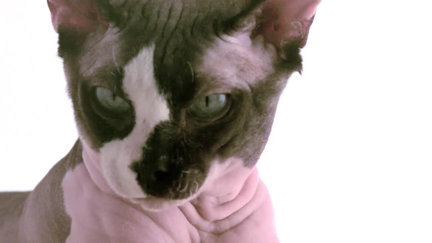 The hairless cat is surrounded by white