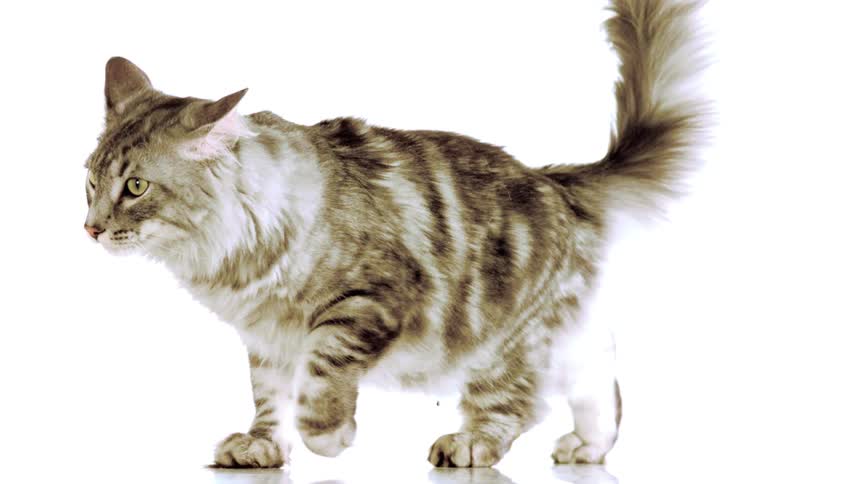 A cat walking around in a room