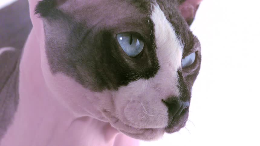 A sphynx cat with striking silver eyes gazes curiously its smooth skin patterned in a brown and white mix