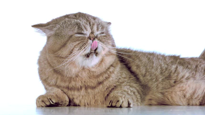 A fluffy persian cat yawns widely its mouth open in a sleepy grumpy expression as it lounges on a white surface