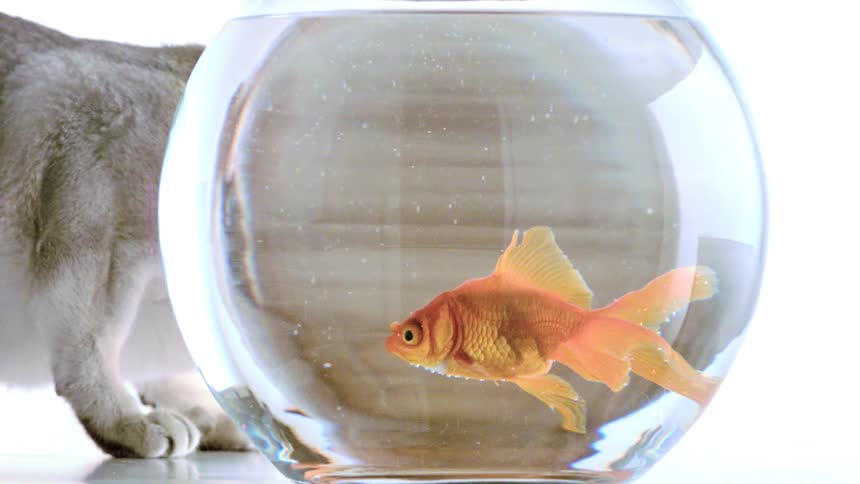 A cat gazes intently at a goldfish swimming inside a glass tank its curious eyes fixed on the moving fish