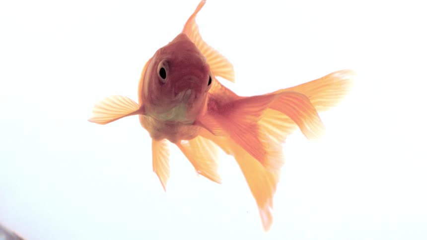 A close up of a goldfish swimming in a bowl