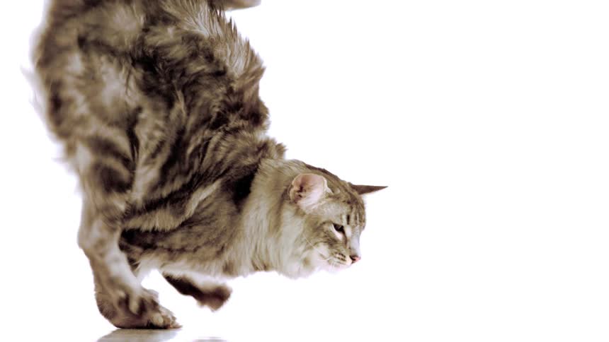 A fluffy tabby cat lands gracefully on a white surface