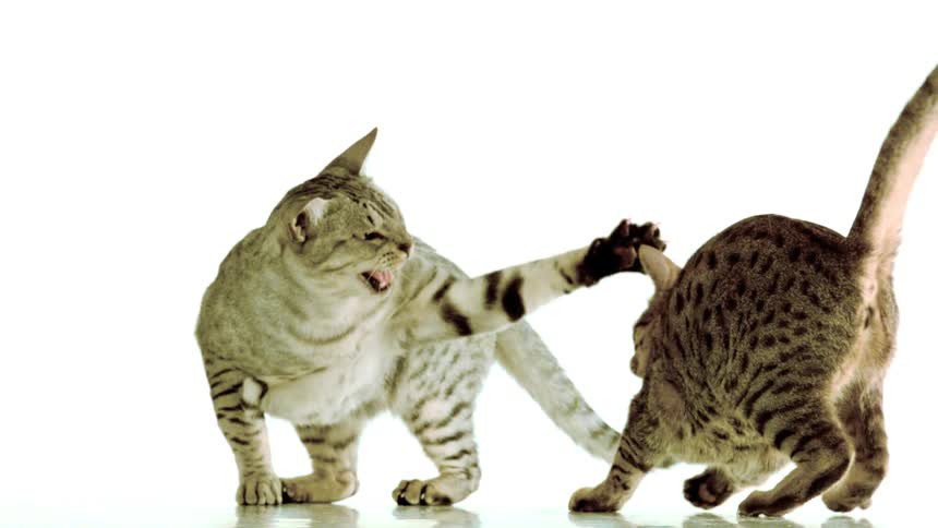 Gray tabby cat raising its paw to touch another tabby cat moving away