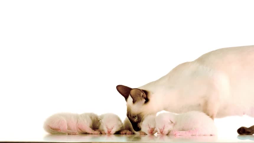 Siamese cat accompanied by newborn kittens against a light background