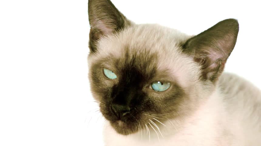 An elegant siamese cat with striking blue eyes slowly turns its head from a side profile to look forward against a clean white background