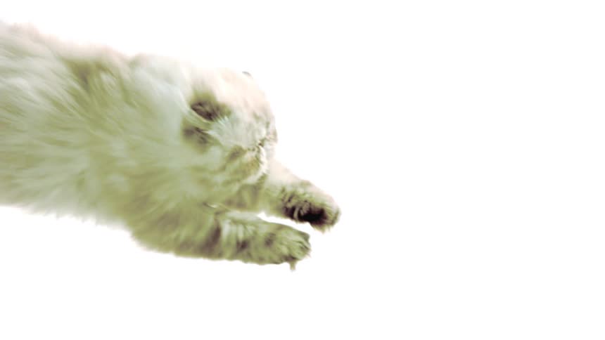 Longhaired cat jumping with its front paws extended against a light background