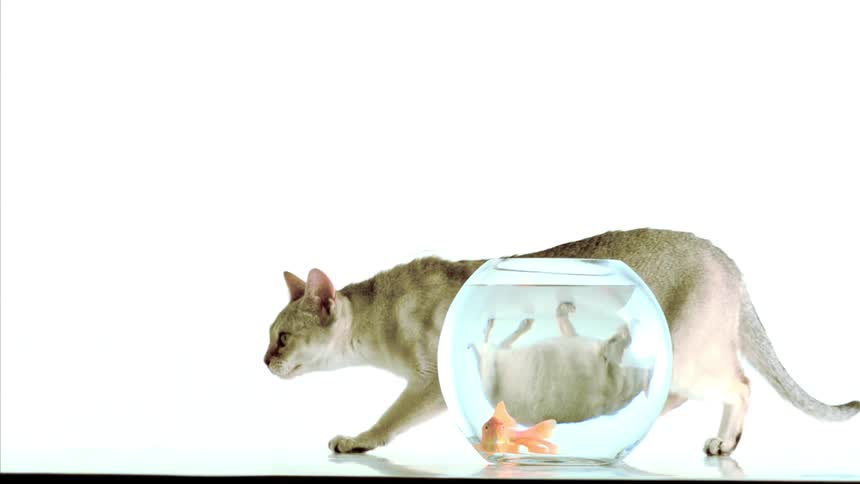 Cat walking beside a round fishbowl with a goldfish