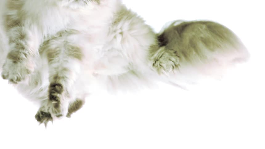 Fluffy cat moves its paws as it flies into the air and falls back down