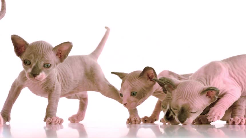 Pink sphynx kittens walking and sniffing against a white background