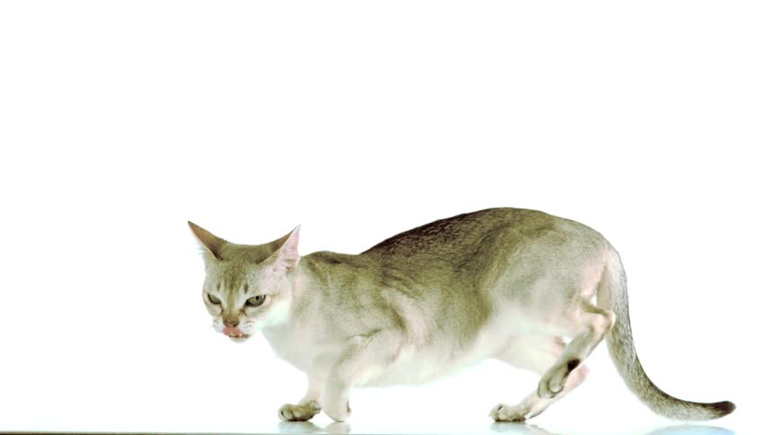 A singapura cat lands gracefully on a stage its sleek form illuminated by bright light
