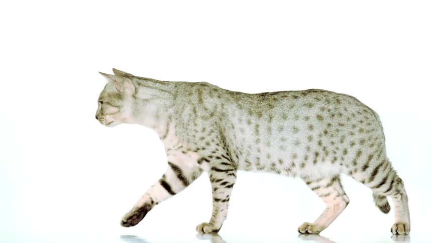 A sleek spotted cat strides gracefully across a pristine white background