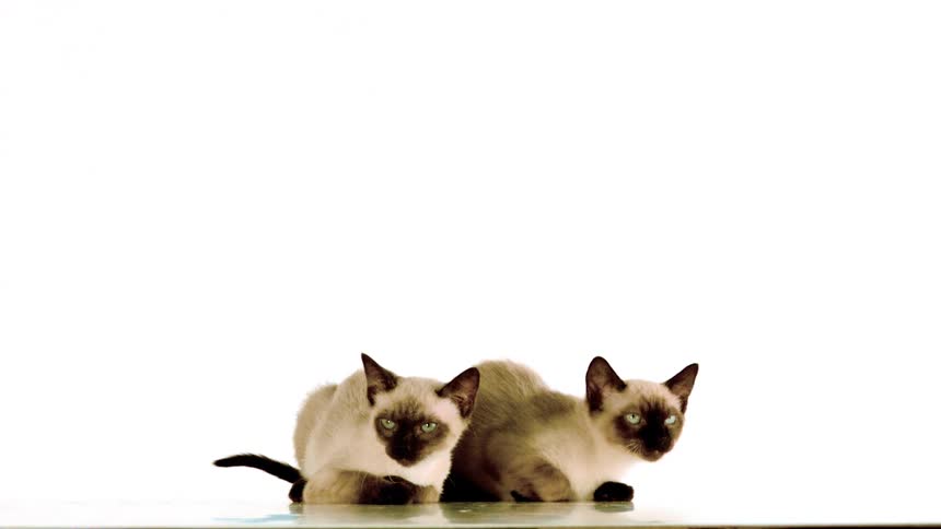Two siamese cats sitting on the floor looking around