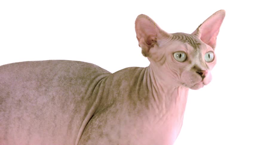A pinkishgrey sphynx cat with bright green eyes is looking up then down at a few kittens against a white background