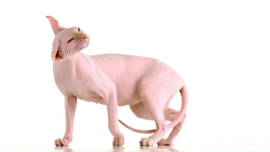 Pink sphynx cat shaking its head against a white background