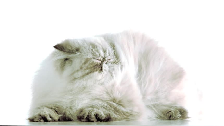 The wind blows across the stage ruffling the fur of a fluffy white cat its coat shimmering as it sways gently in the breeze