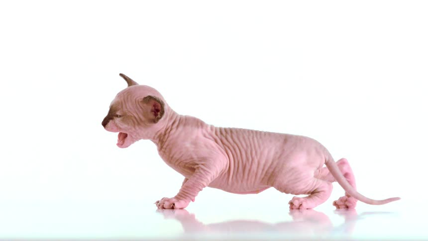 A close studio shot of a hairless sphynx kitten with pink skin and dark points walking and then stopping to meow on a reflective white background